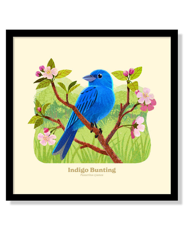 Indigo Bunting National Park Alphabet Print