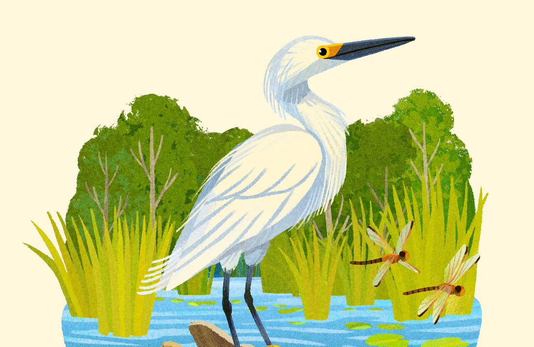 Snowy Egret National Park Alphabet Print